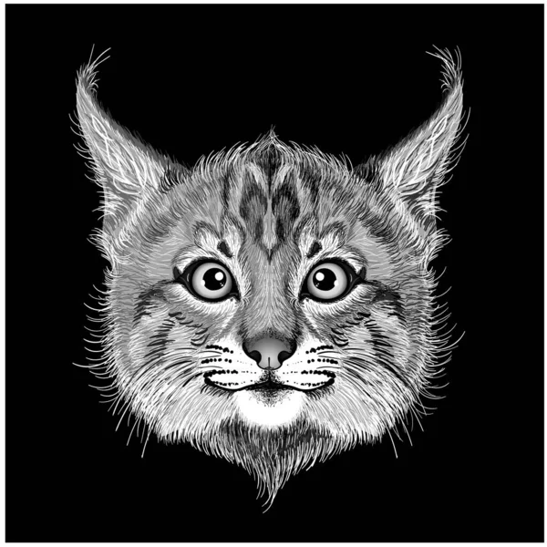 Каракальний Кіт Мультфільм Ілюстрація — стоковий вектор