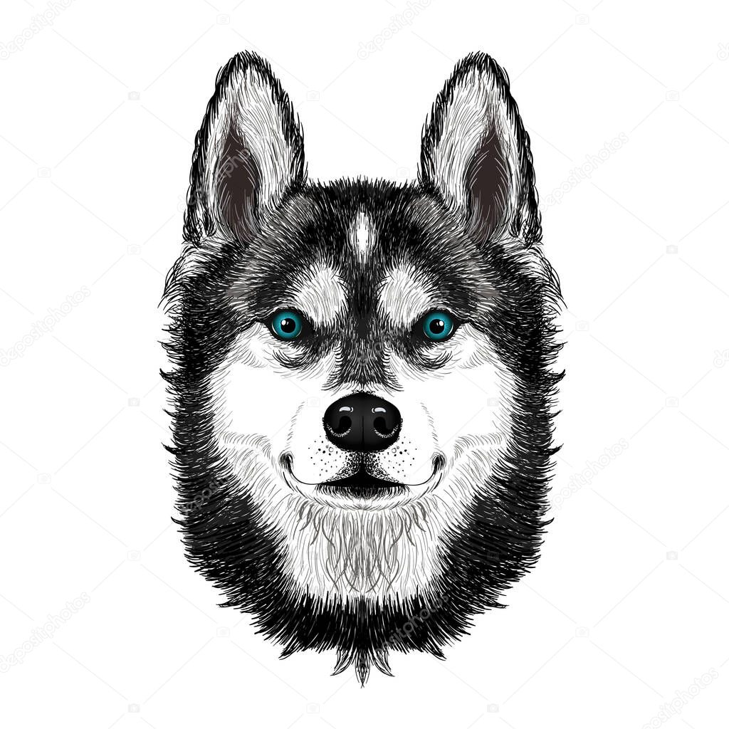 Husky dog a head cartoon. White background