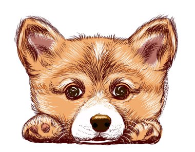 Corgi yavru köpek. Duvarda çıkartma var. Çizim, çizim, sanatsal, beyaz arka planda bir Corgi köpeğinin renkli portresi..