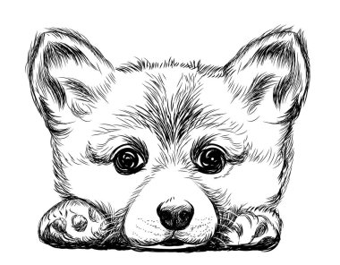 Corgi yavru köpek. Duvarda çıkartma var. Çizim, çizim, sanatsal, beyaz arka planda bir Corgi köpeğinin siyah beyaz portresi.