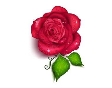 Gül çiçeği vektör illüstrasyonu