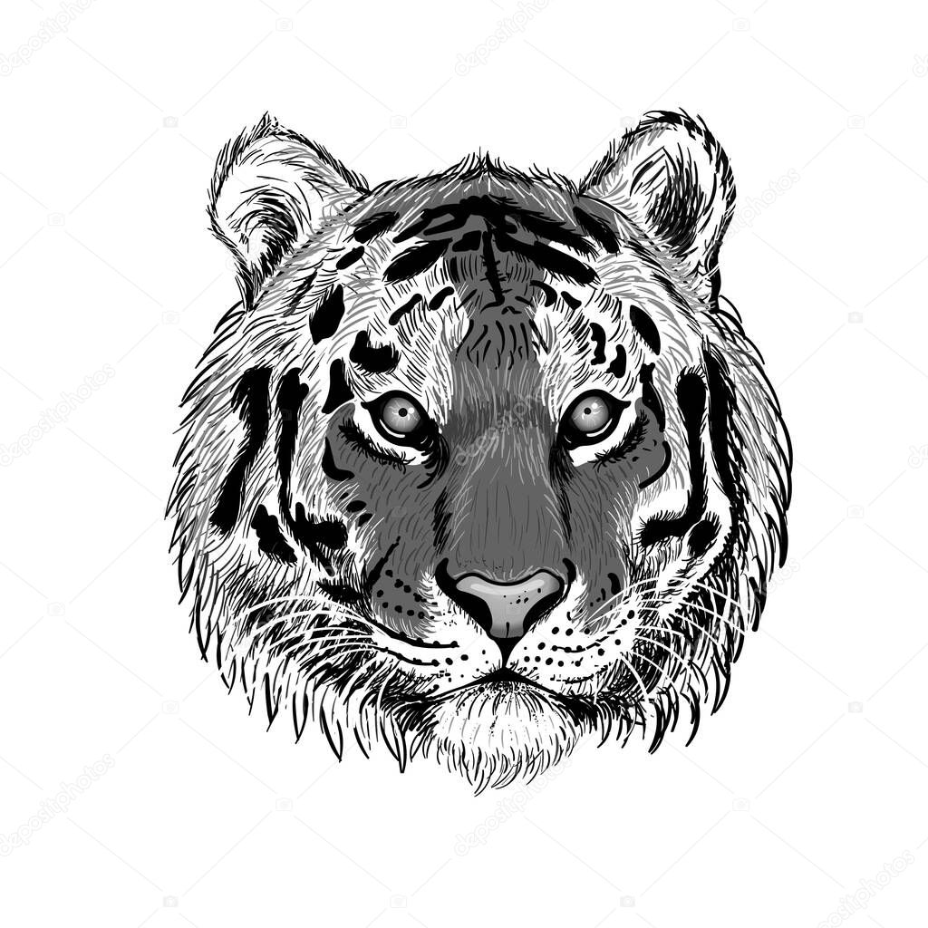 head of tiger isolated on white background. Wall stickers