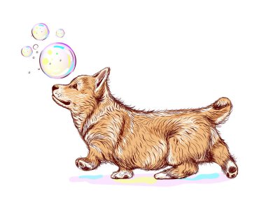 Şirin bir corgi köpek yavrusu; izole edilmiş, el çizimi, vektör illüstrasyonu; tişörtlerdeki izler, çocuk kıyafetleri, ayrıca tebrik kartları ve ot için. Corgi caddede yürüyor. Baloncuk üfleyici. Duvar etiketleri