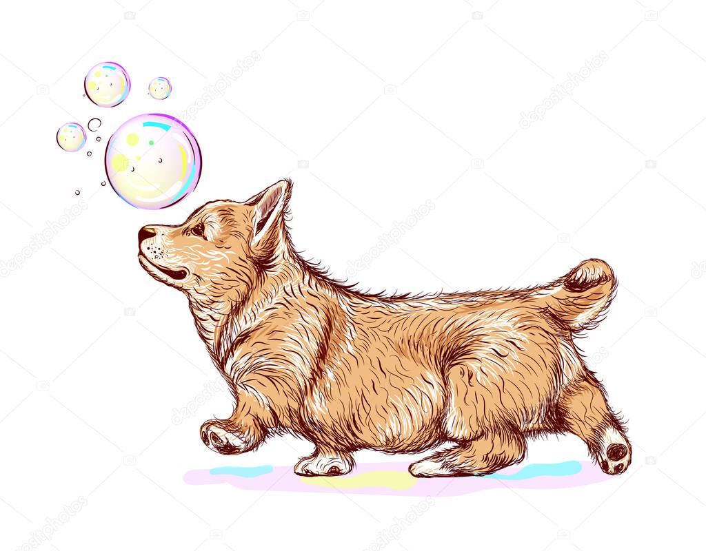 A cute corgi dog puppy; isolated, hand drawn, vector illustration; prints on T-shirts, children's apparel, also for greeting cards and ot. Corgi walks down the street. Bubble blower. Wall stickers