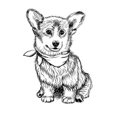 Corgi yavru köpek. Duvarda çıkartma var. Çizim, çizim, sanatsal, beyaz arka planda bir Corgi köpeğinin renkli portresi..