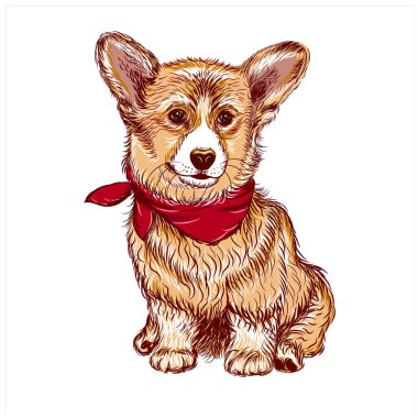 Corgi yavru köpek. Duvarda çıkartma var. Çizim, çizim, sanatsal, beyaz arka planda bir Corgi köpeğinin renkli portresi..
