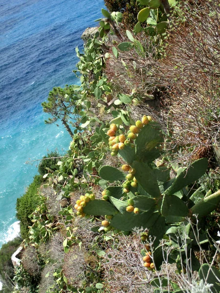 fat plants on the cliff of northern italy