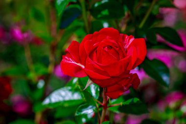 Tam çiçeği güzel gül