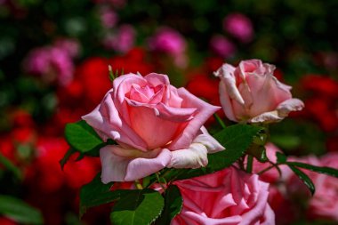 Tam çiçeği güzel gül