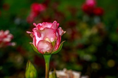 Tam çiçeği güzel gül