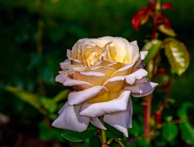 Tam çiçeği güzel gül