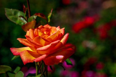 Tam çiçeği güzel gül