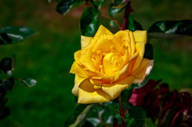 Tam çiçeği güzel gül