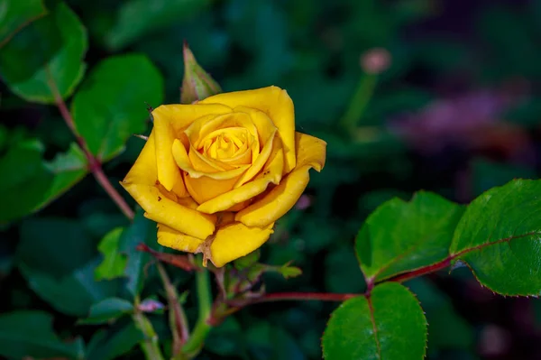 Mooie roos in volledige bloei — Stockfoto
