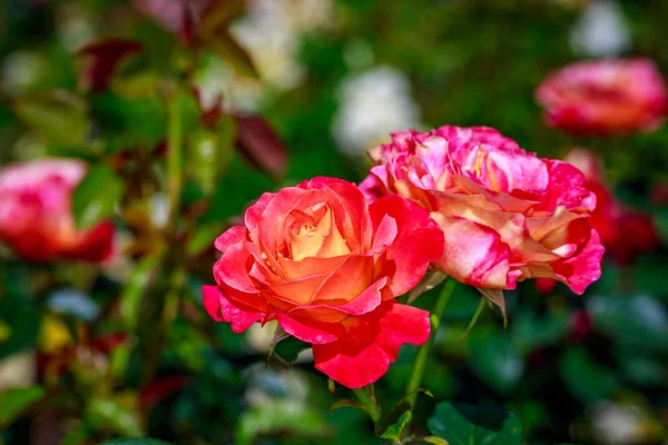 Hermosa rosa en plena floración — Foto de Stock