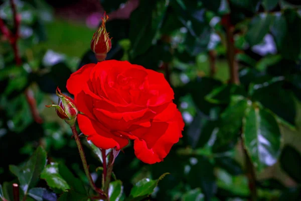 Beautiful Rose in Full Blossom — Stock Photo, Image