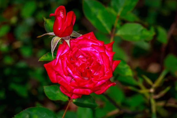 Rosa bonita em flor cheia — Fotografia de Stock