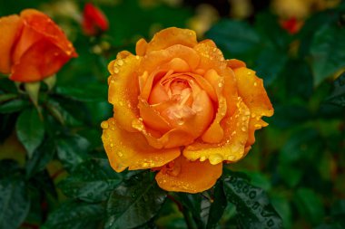 Tam çiçeği güzel gül