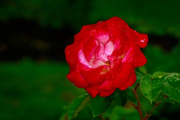 Hermosa rosa en plena floración — Foto de Stock