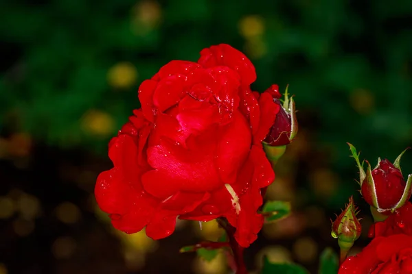 Beautiful Rose in Full Blossom — Stock Photo, Image