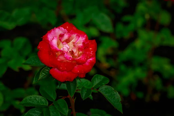 Tam çiçeği güzel gül — Stok fotoğraf