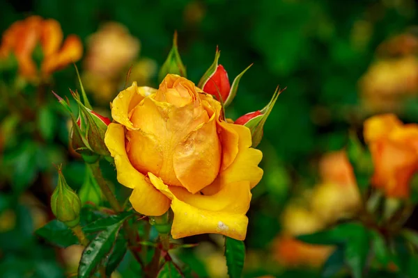 Belle rose en pleine fleur — Photo