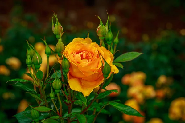 Tam çiçeği güzel gül