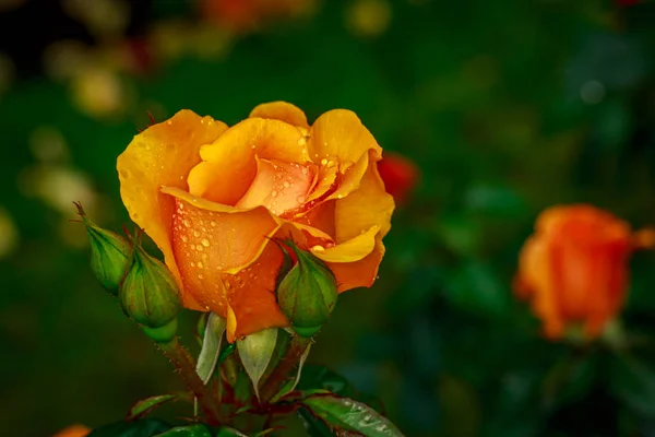 Piękna róża w pełnym kwiecie — Zdjęcie stockowe