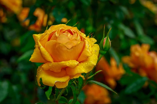 Rosa bonita em flor cheia — Fotografia de Stock