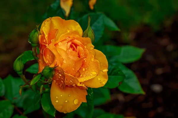 Hermosa rosa en plena floración — Foto de Stock