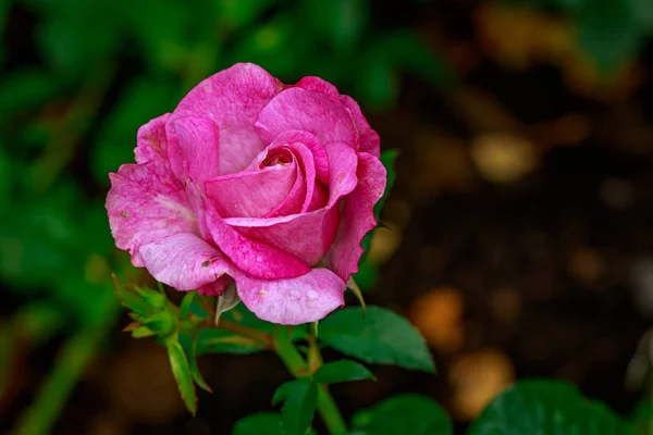 Hermosa rosa en plena floración — Foto de Stock