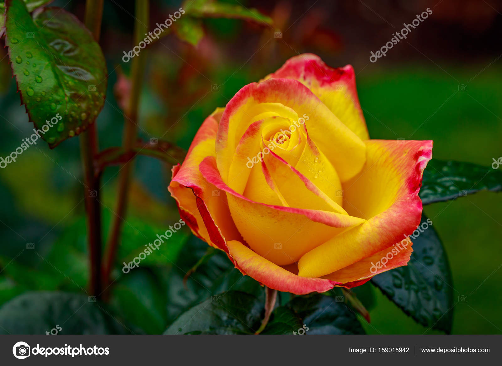 Beautiful Rose In Full Blossom Stock Photo C Pngstudio 159015942