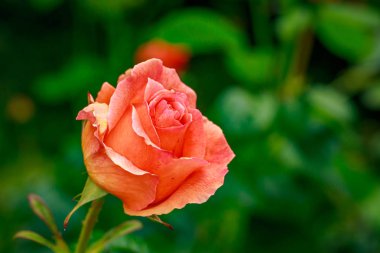 Tam çiçeği güzel gül