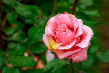 Tam çiçeği güzel gül