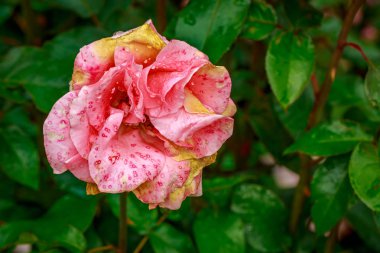 Tam çiçeği güzel gül