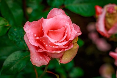Tam çiçeği güzel gül