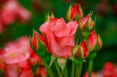 Tam çiçeği güzel gül