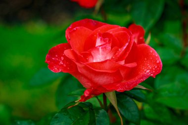 Tam çiçeği güzel gül