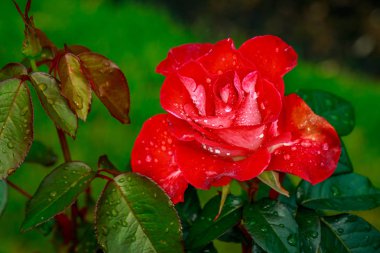 Tam çiçeği güzel gül