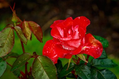 Tam çiçeği güzel gül