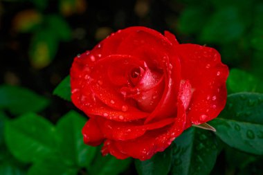 Tam çiçeği güzel gül