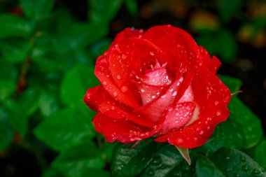 Tam çiçeği güzel gül