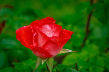 Tam çiçeği güzel gül