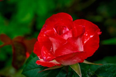 Tam çiçeği güzel gül