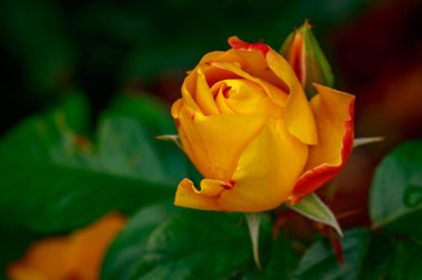 Tam çiçeği güzel gül