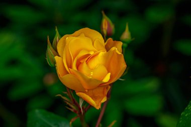 Tam çiçeği güzel gül