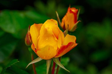 Tam çiçeği güzel gül