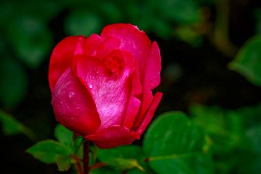 Tam çiçeği güzel gül