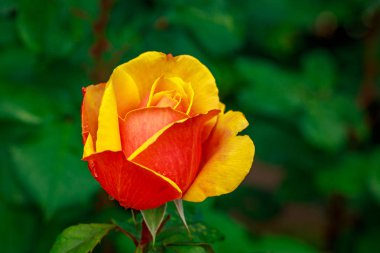 Tam çiçeği güzel gül