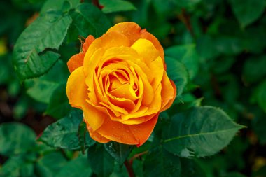 Tam çiçeği güzel gül